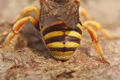Icteranthidium grohmanni
